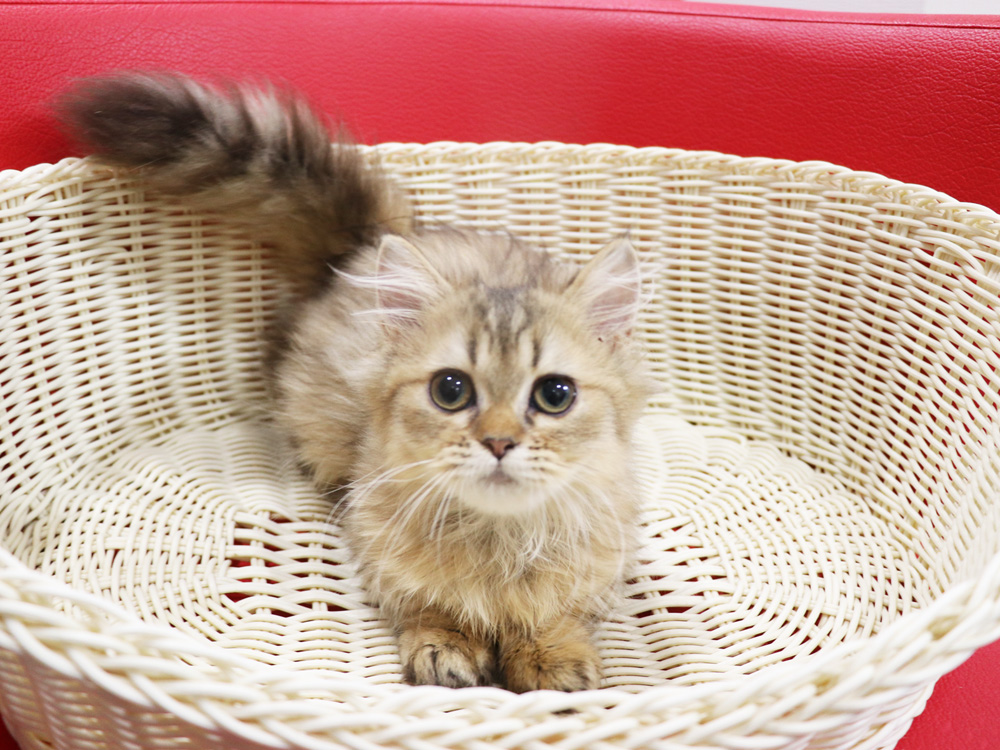 ミヌエットの子猫
