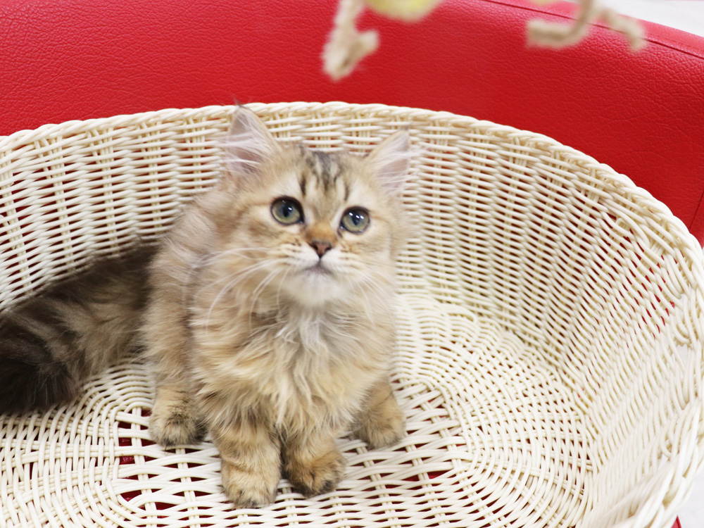 ミヌエットの子猫
