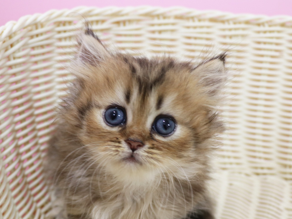 ミヌエットの子猫