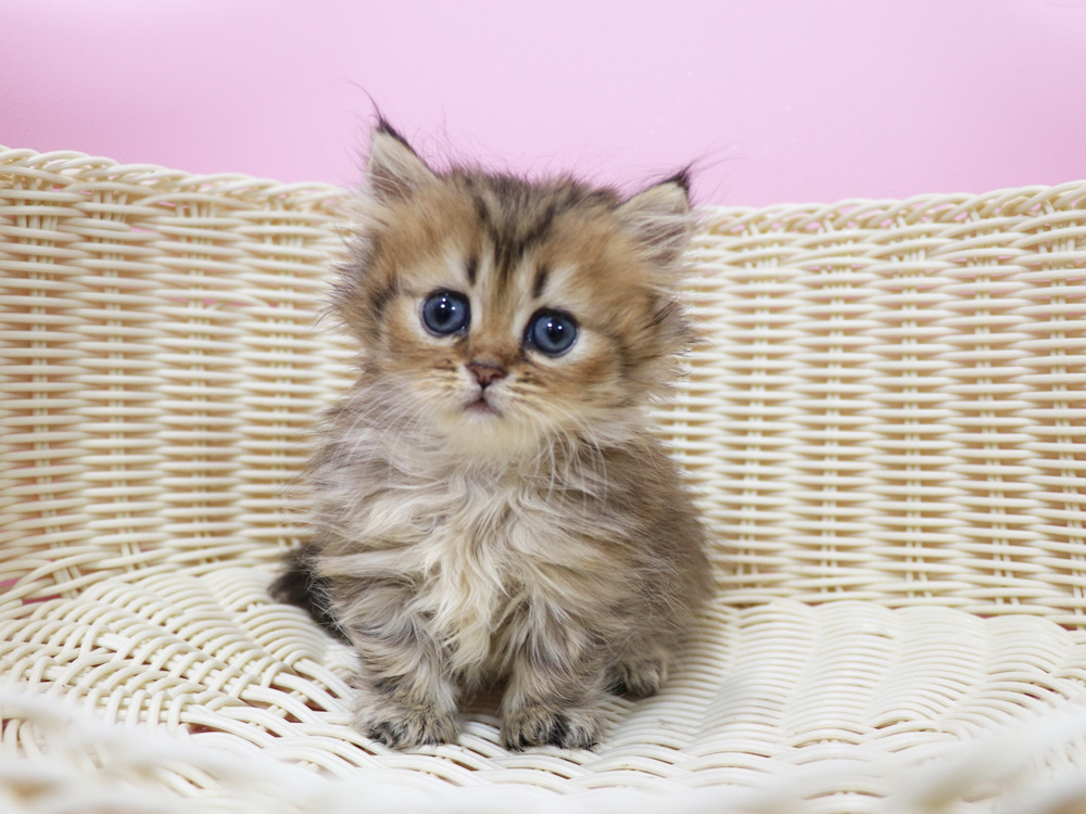 ミヌエットの子猫