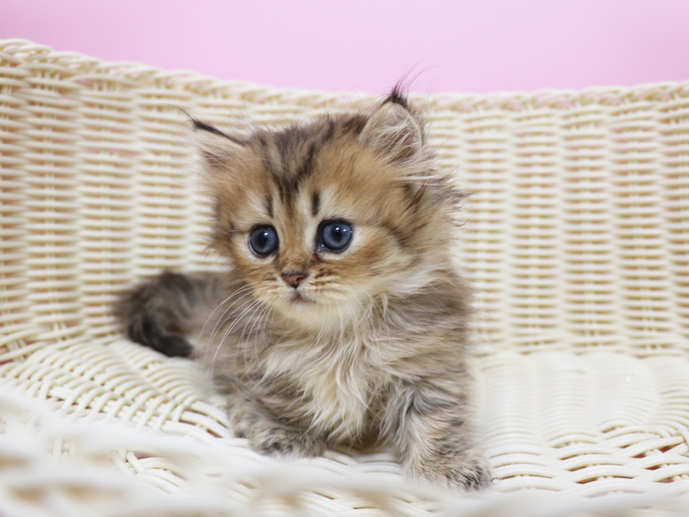 ミヌエットの子猫