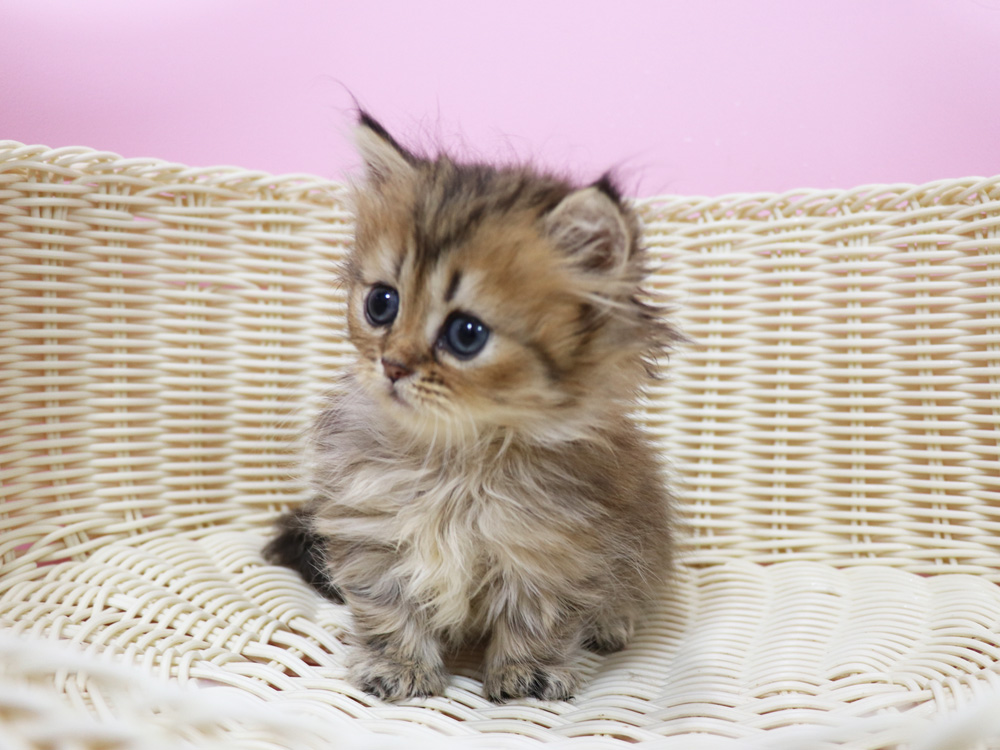ミヌエットの子猫