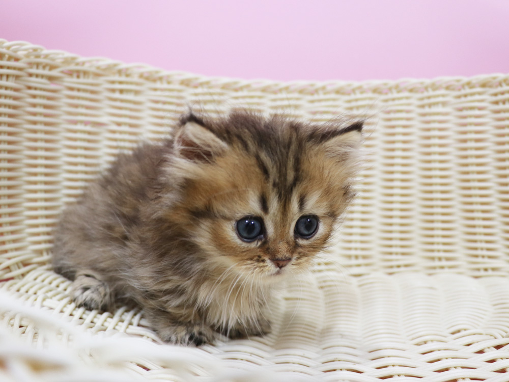 ミヌエットの子猫