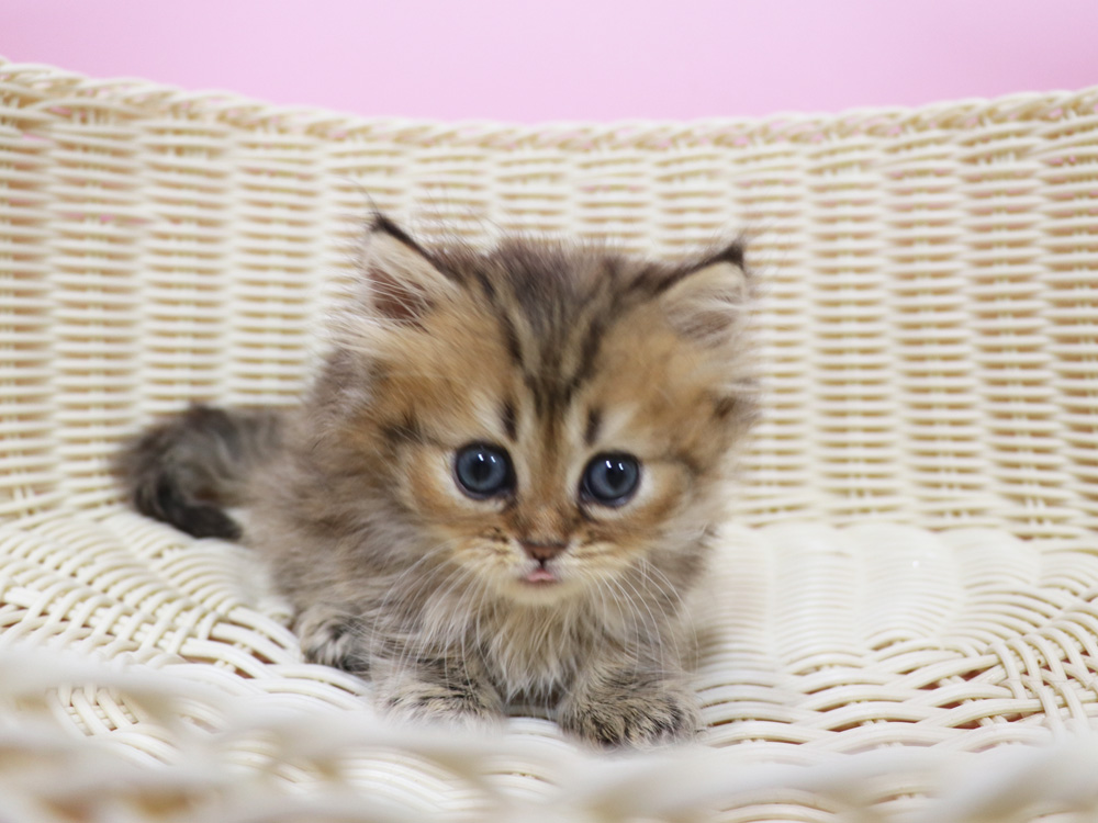 ミヌエットの子猫