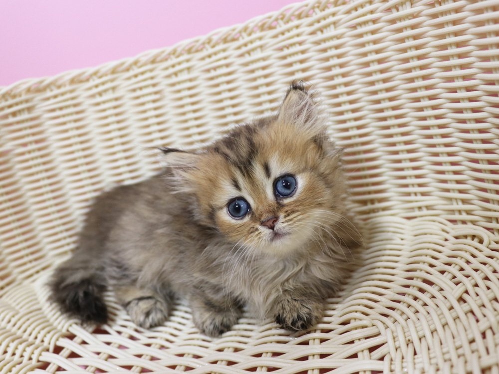 ミヌエットの子猫