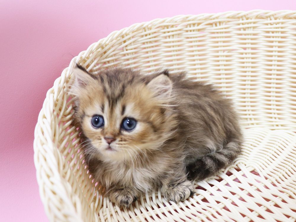 ミヌエットの子猫