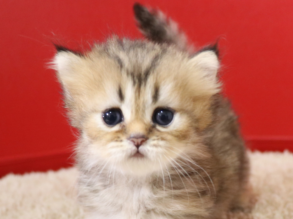 ミヌエットの子猫