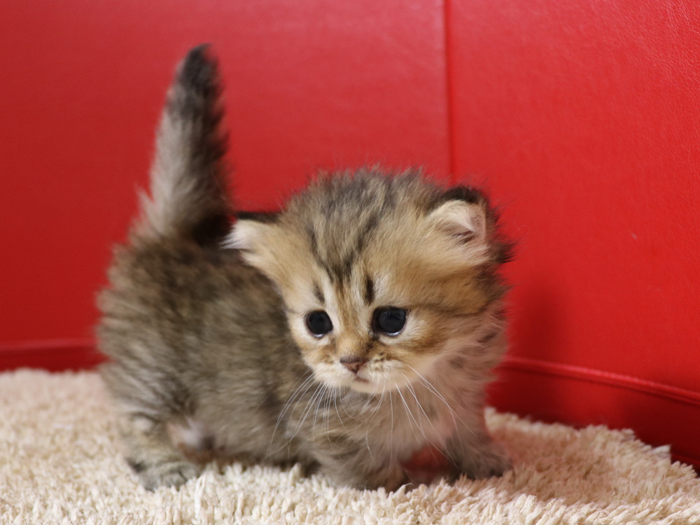 ミヌエットの子猫