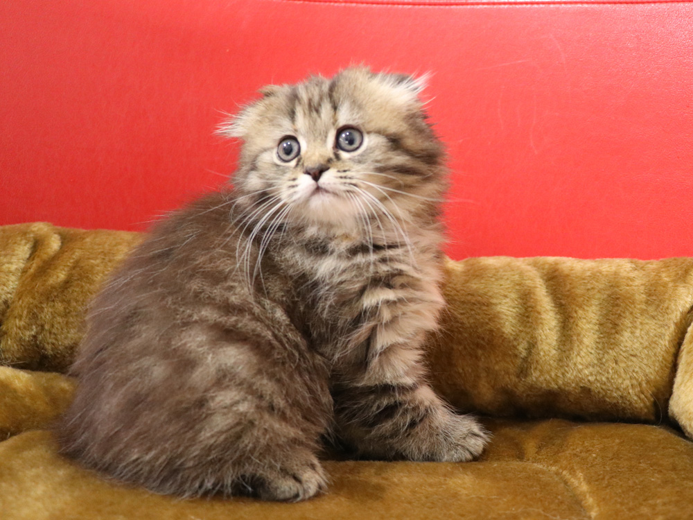 ミヌエットの子猫