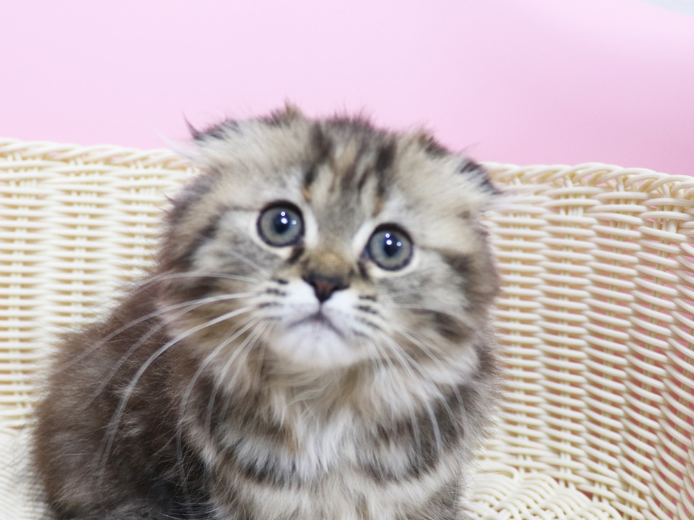 ミヌエットの子猫