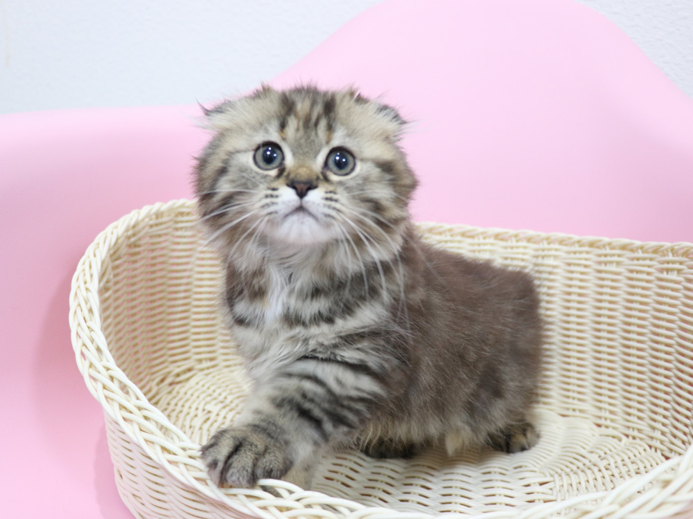 ミヌエットの子猫