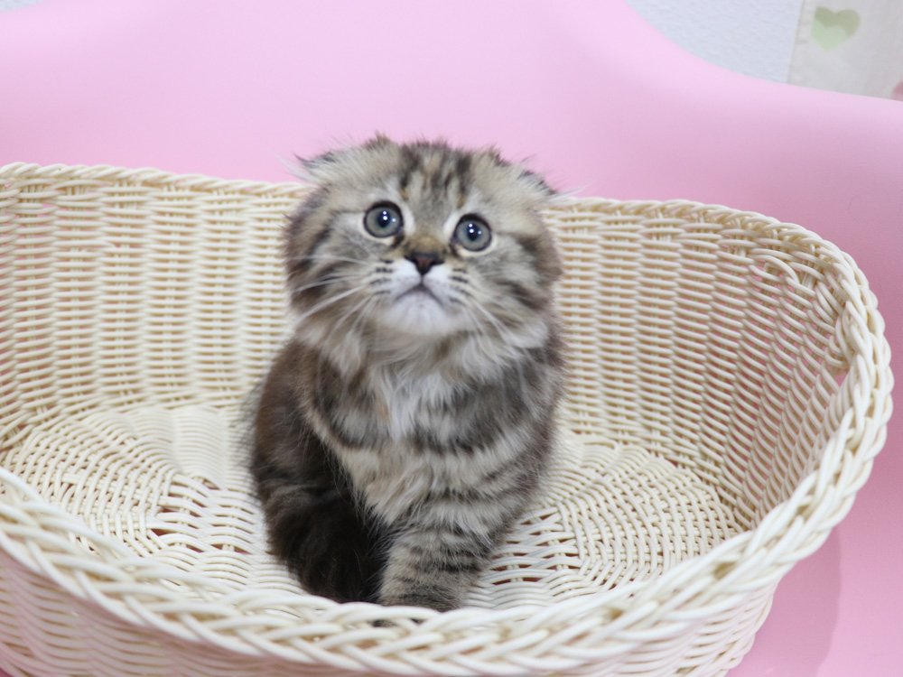 ミヌエットの子猫