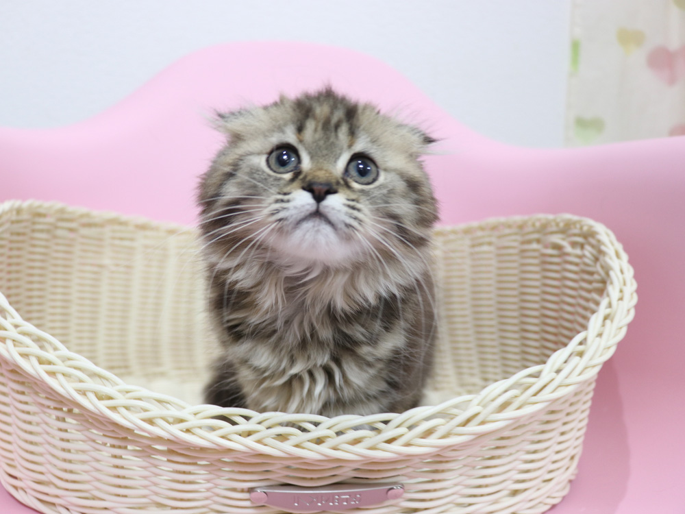 ミヌエットの子猫