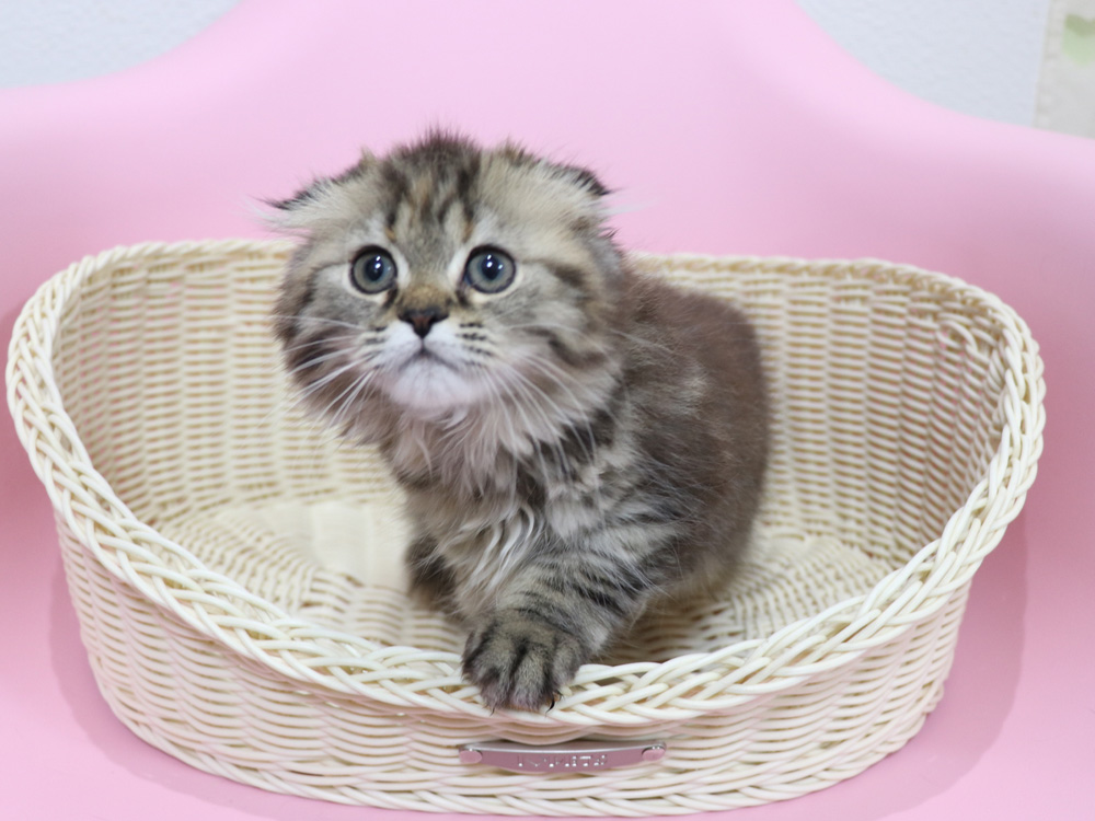 ミヌエットの子猫