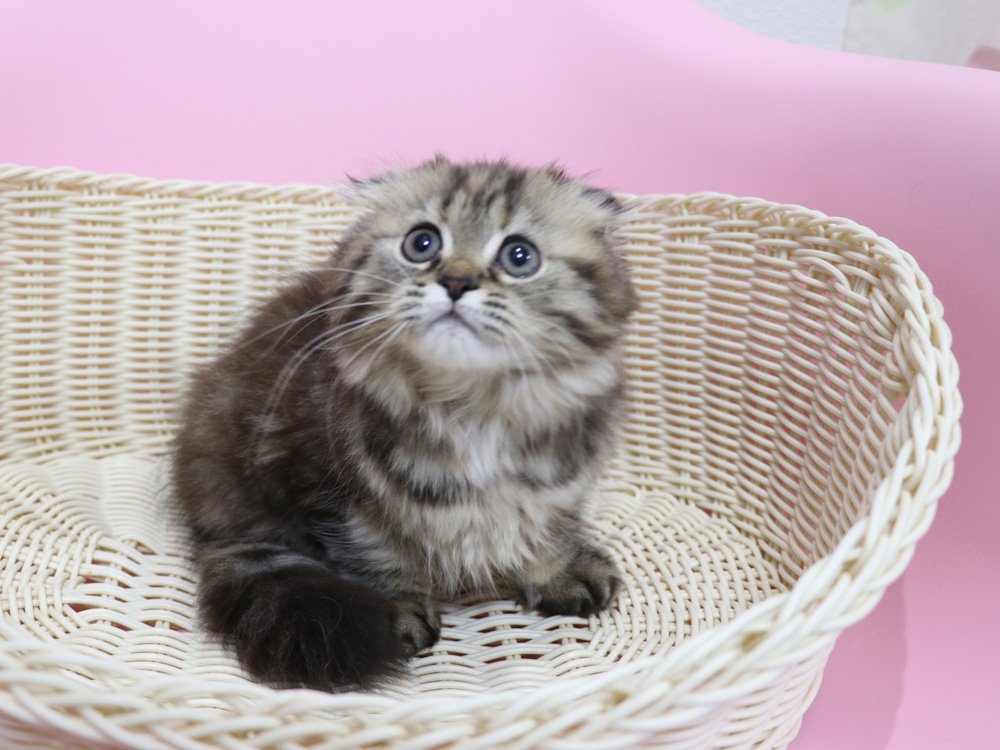 ミヌエットの子猫
