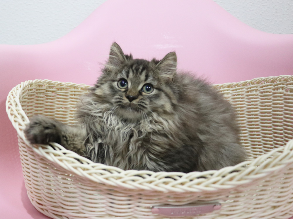ミヌエットの子猫