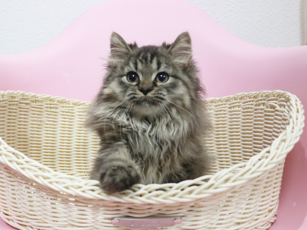 ミヌエットの子猫