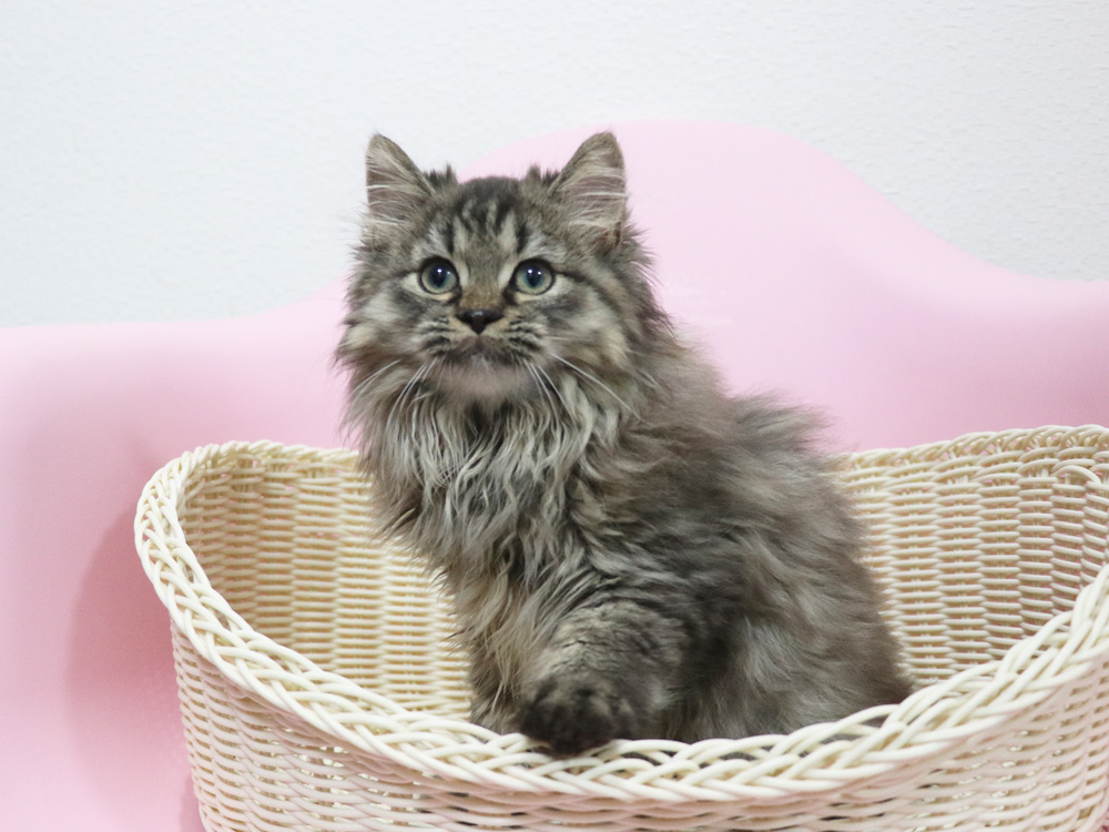 ミヌエットの子猫