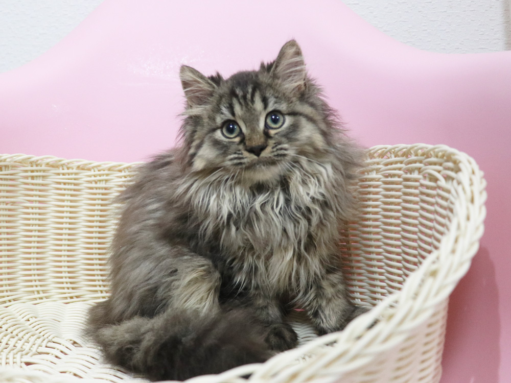 ミヌエットの子猫