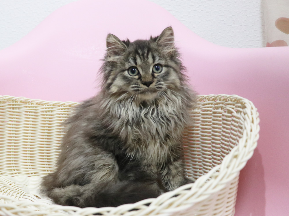 ミヌエットの子猫