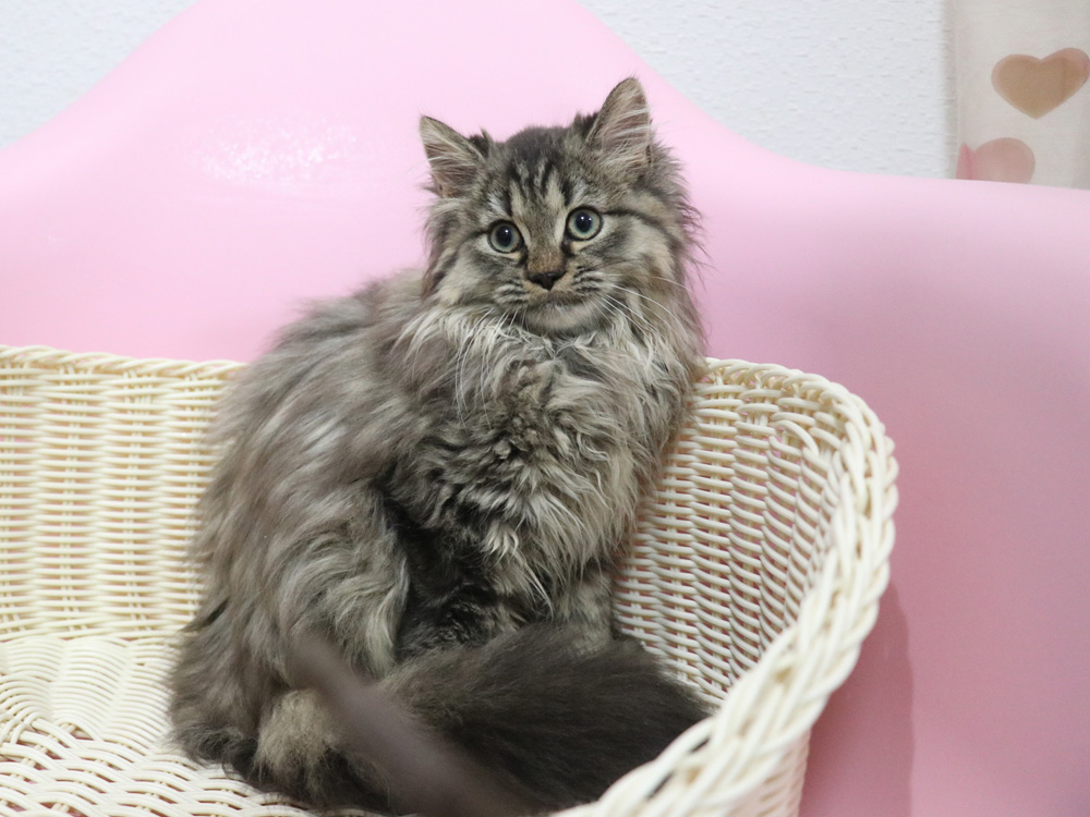 ミヌエットの子猫