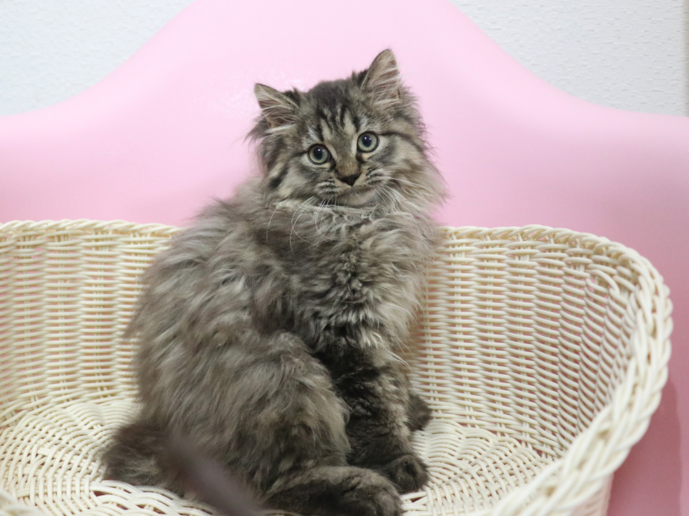 ミヌエットの子猫