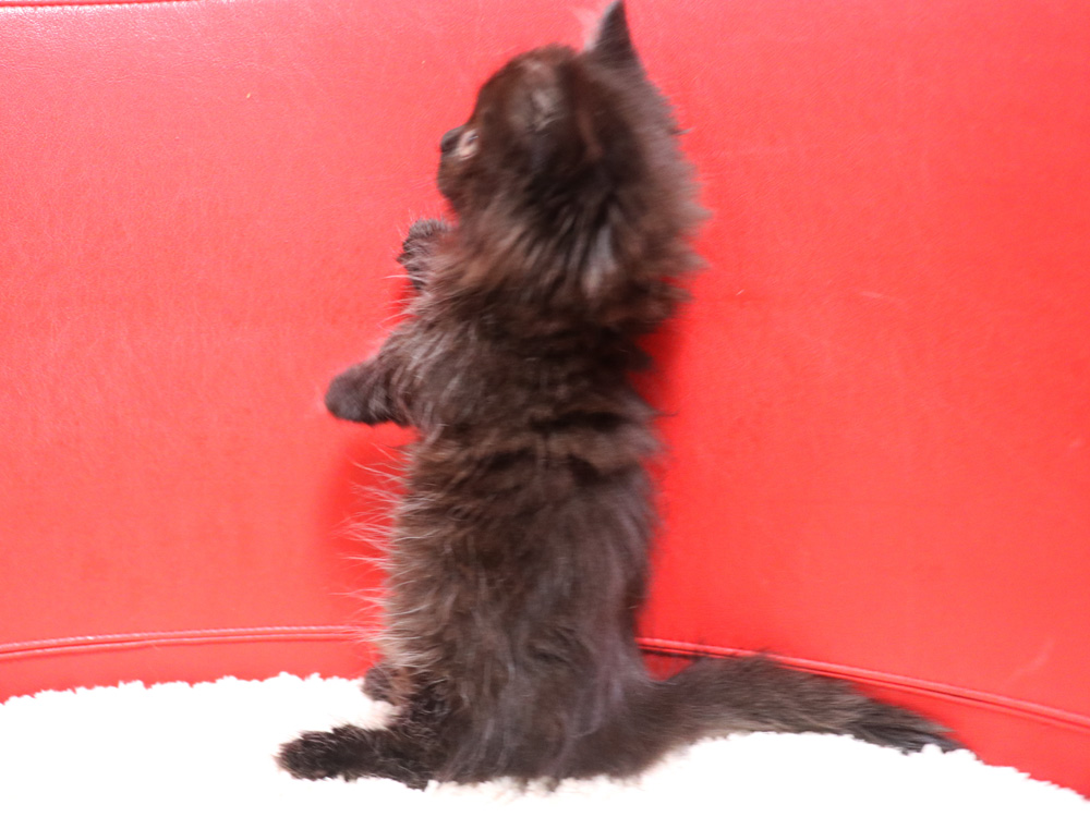 ミヌエットの子猫
