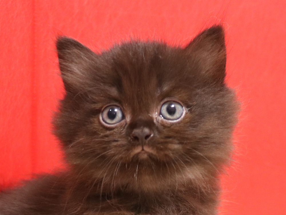 ミヌエットの子猫