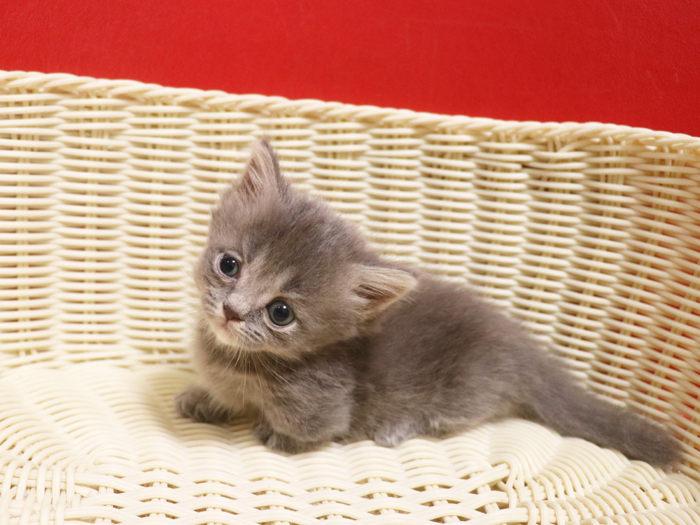 ミヌエットの子猫