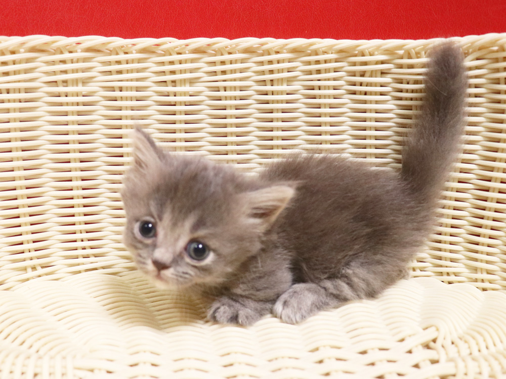 ミヌエットの子猫