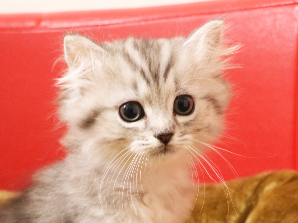 ミヌエットの子猫