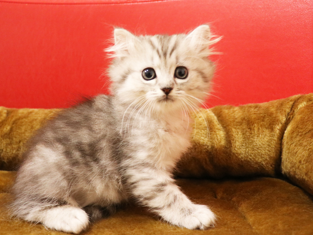 ミヌエットの子猫
