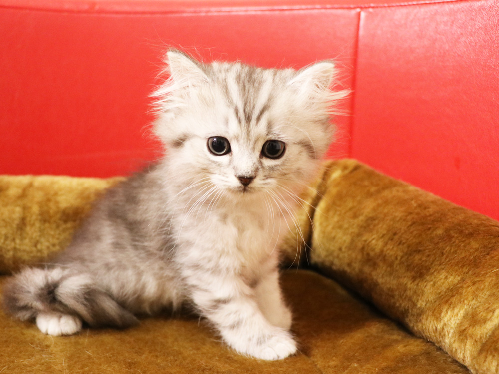 ミヌエットの子猫