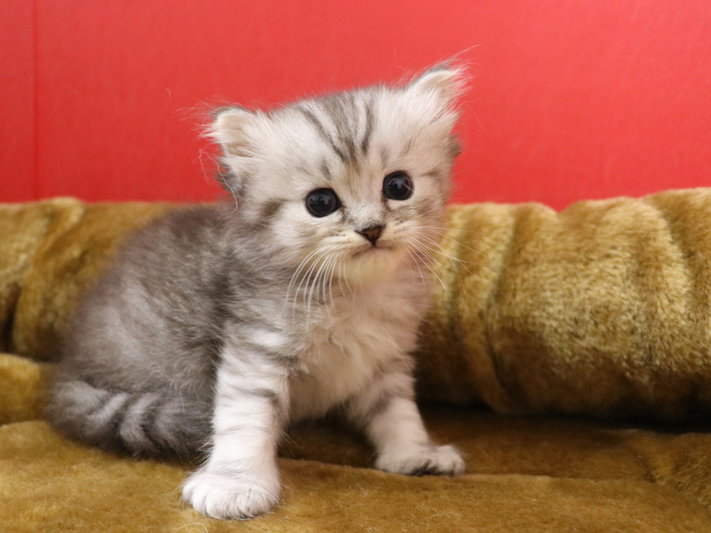 ミヌエットの子猫