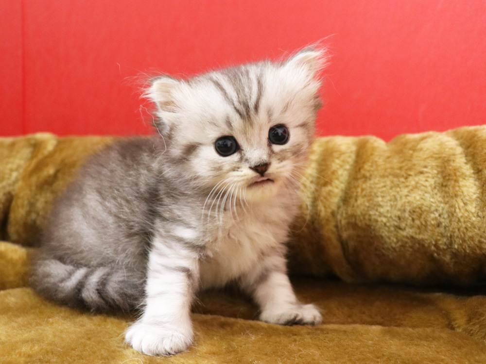 ミヌエットの子猫