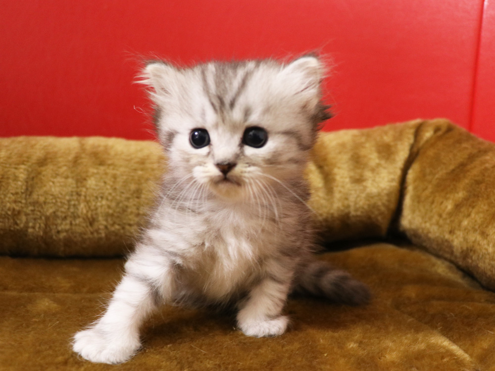 ミヌエットの子猫