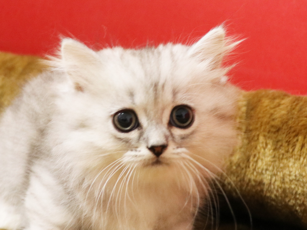 ミヌエットの子猫