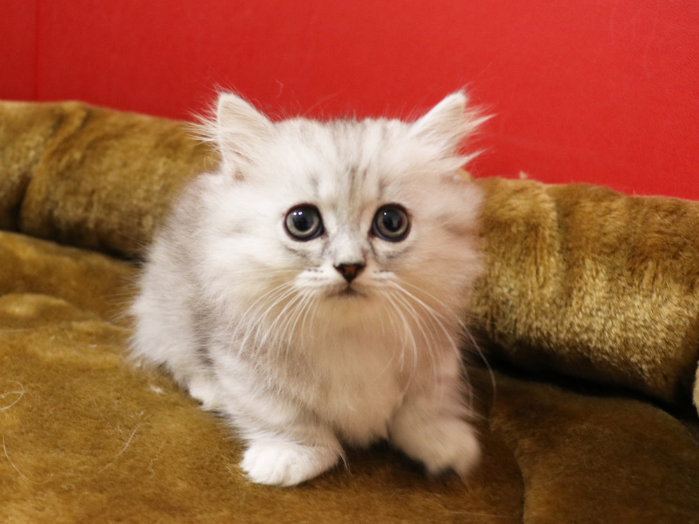 ミヌエットの子猫