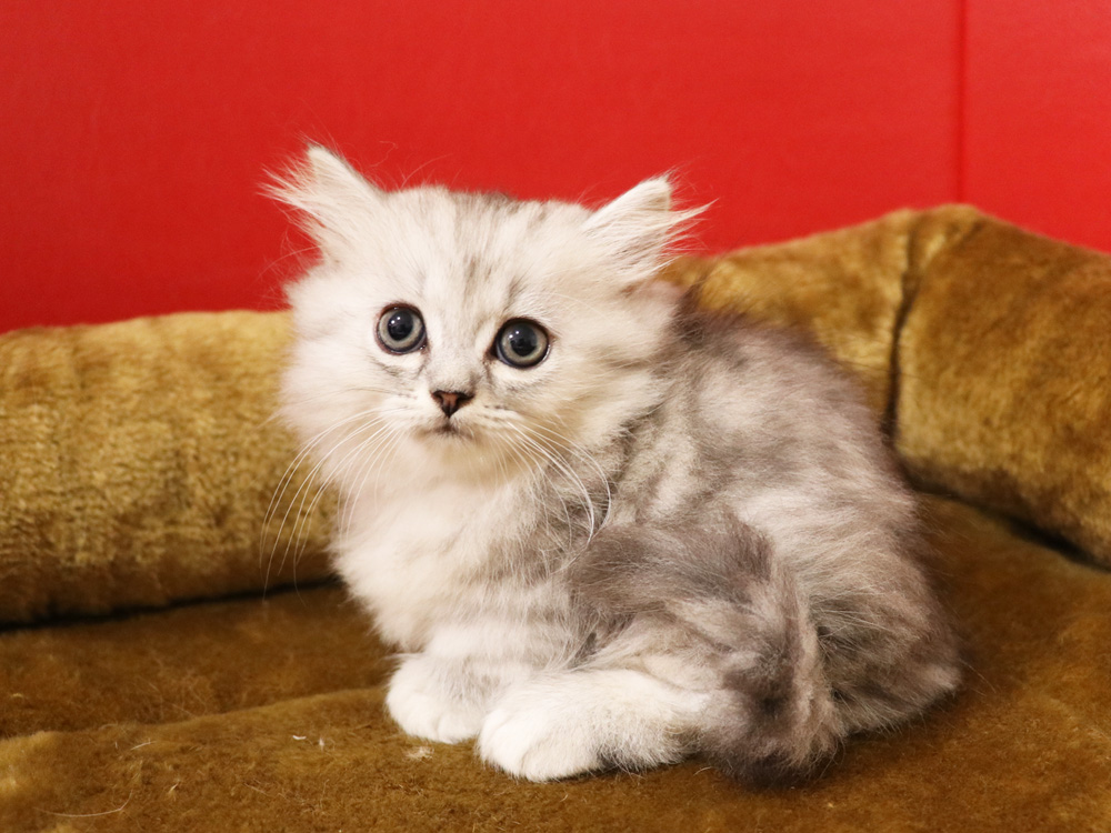 ミヌエットの子猫