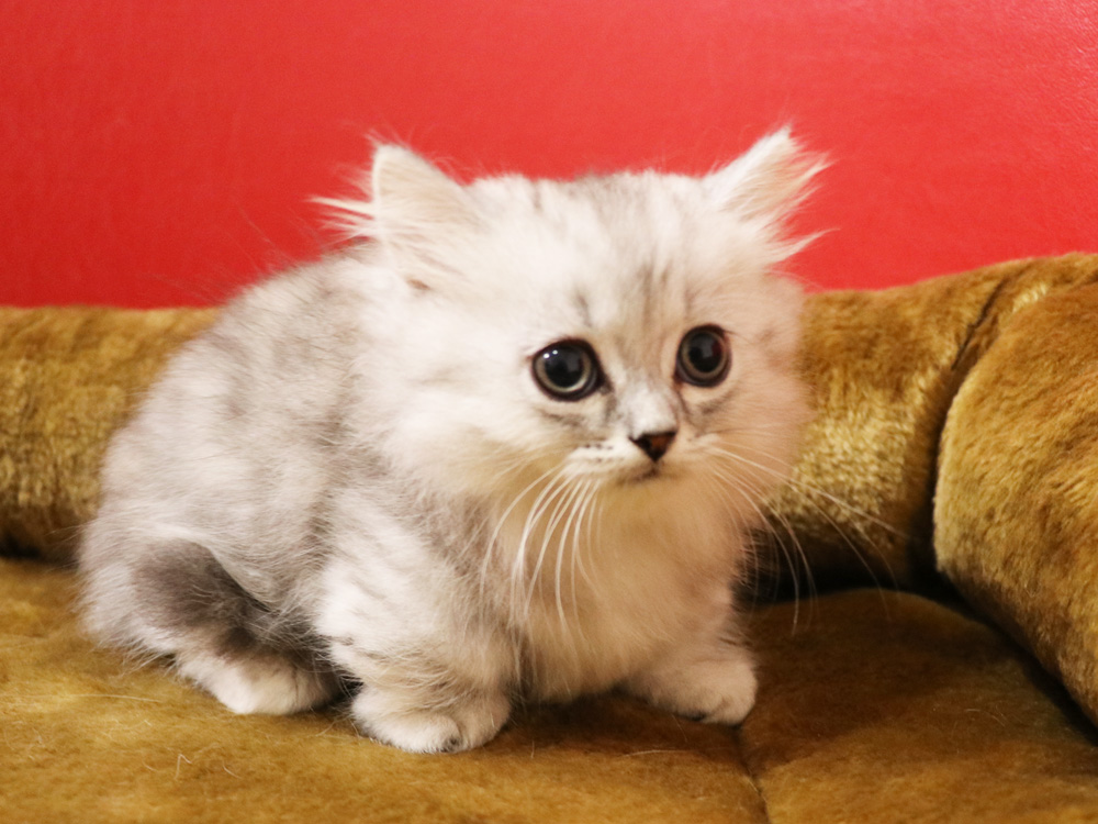 ミヌエットの子猫