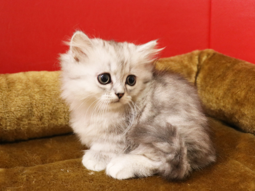 ミヌエットの子猫
