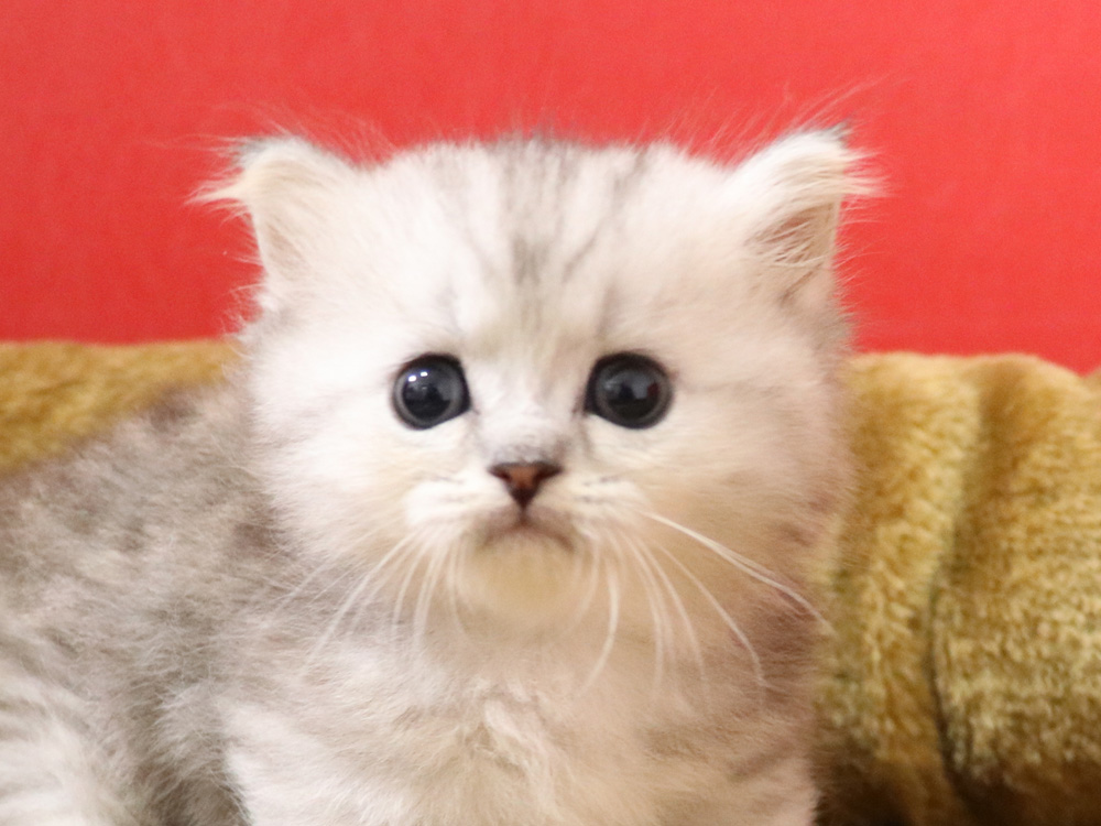 ミヌエットの子猫