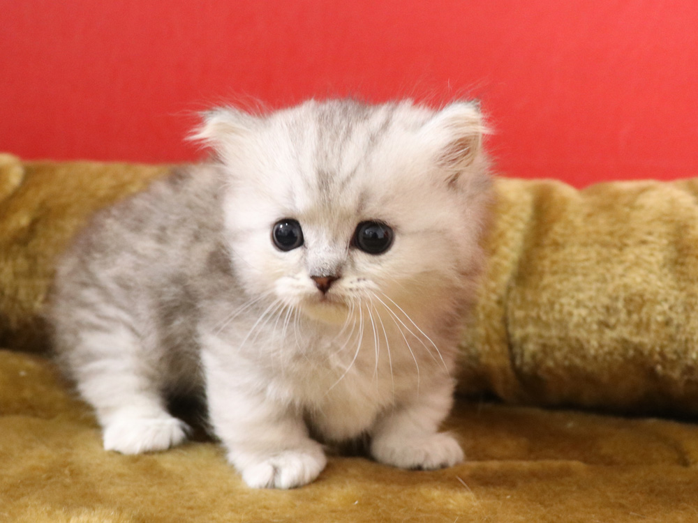ミヌエットの子猫