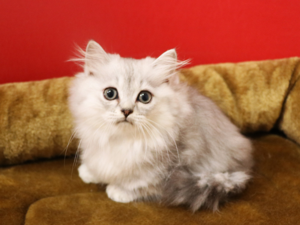 ミヌエットの子猫