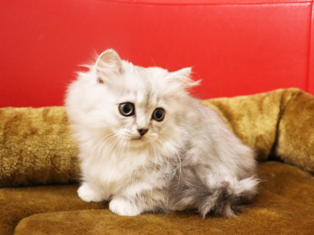 ミヌエットの子猫