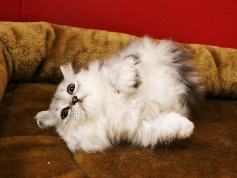 ミヌエットの子猫