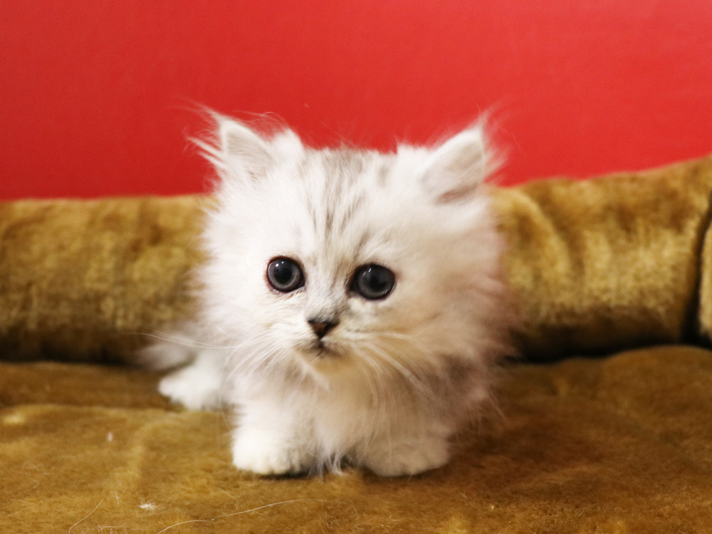 ミヌエットの子猫