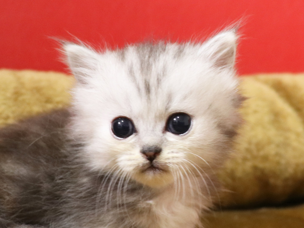 ミヌエットの子猫