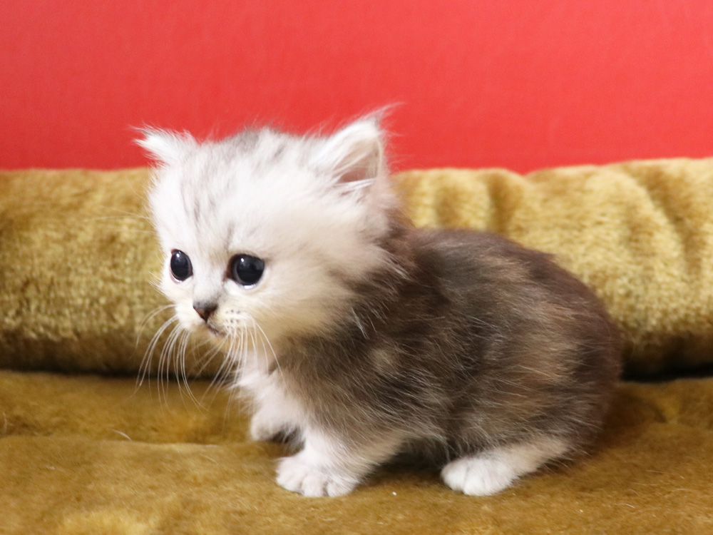 ミヌエットの子猫