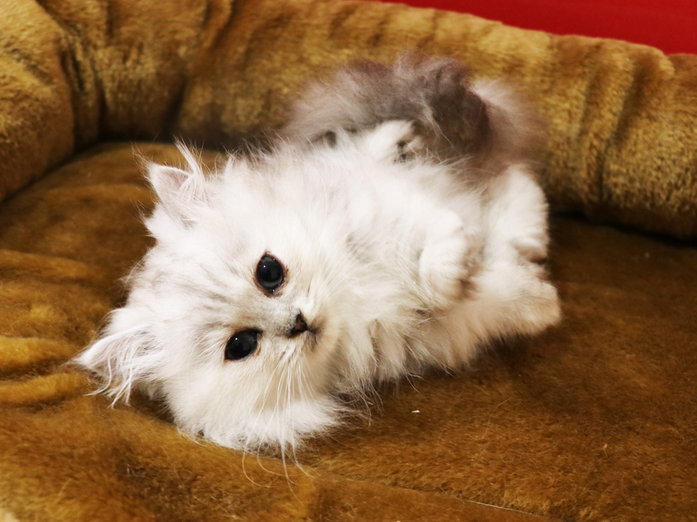 ミヌエットの子猫